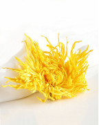  Golden Silk Imperial Chrysanthemum