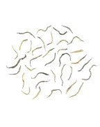 Jin Jun Mei (Beautiful Golden Eyebrow)  Black Tea