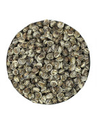 Single bud Jasmine Pearls (Moli Longzhu) scented green tea 