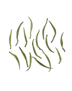 Zhe Jiang Que She Green Tea