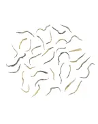 Jin Jun Mei (Beautiful Golden Eyebrow)  Black Tea