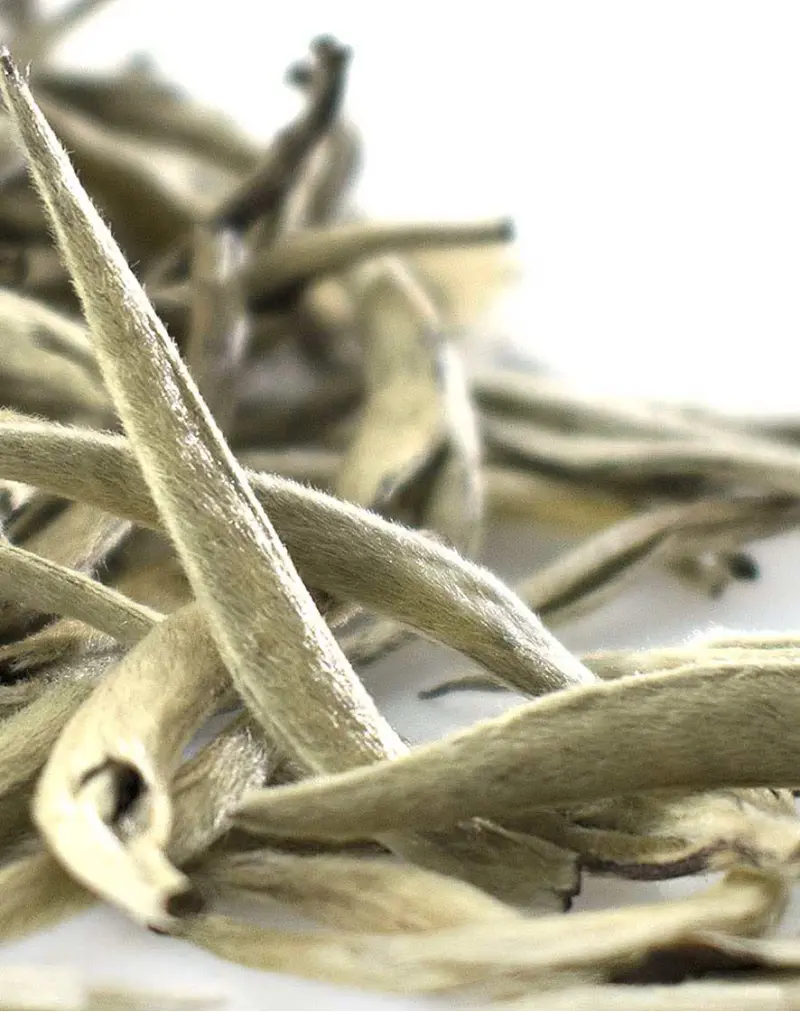 Bai Hao Yin Zhen (Silver Needles) White Tea
