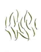 Zhe Jiang Que She Green Tea