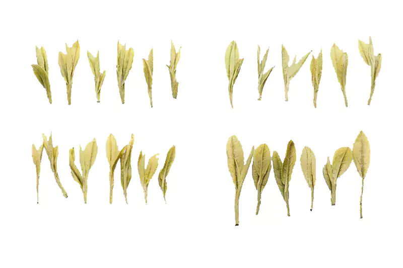 Comparison Of Longjing Tea's Appearance At Different Picking Times