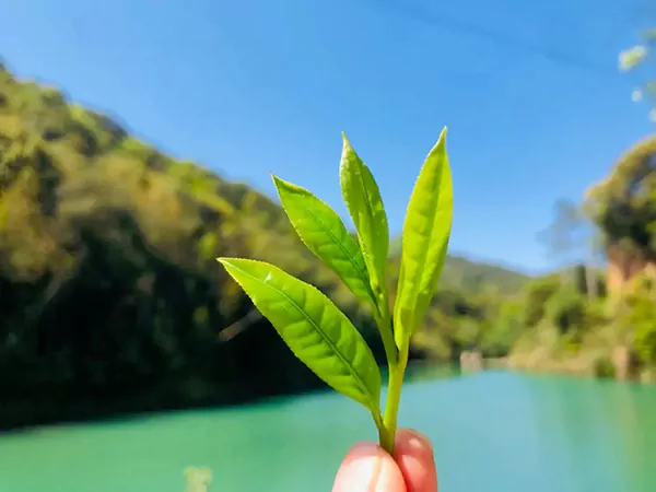 A Close-Up Of Tea Shoots In Spring