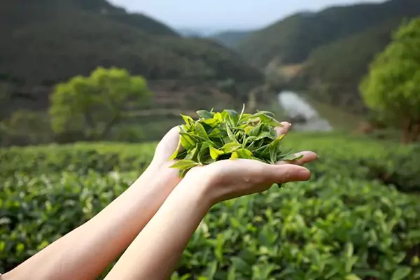 Spring Tea Buds