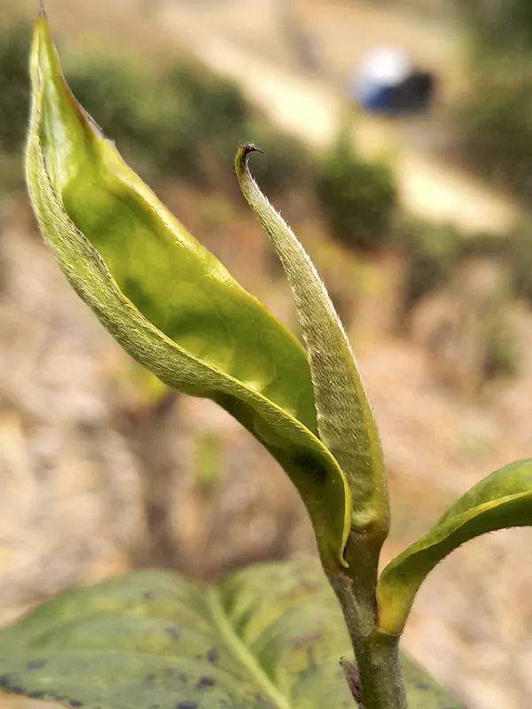 Spring Tea Buds Covered With a Layer Of Fluff On The Surface