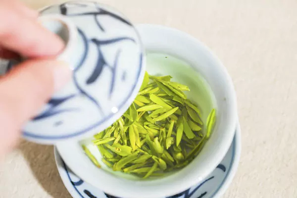 Spring Tea Buds Covered With a Layer Of Fluff On The Surface