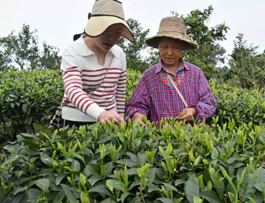 Ms. Huang And Her Family's Tea Plantation Ms. Huang And Her Family's Tea Plantation