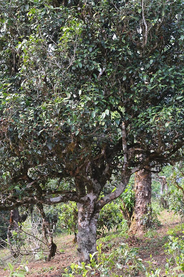  Ancient tea trees on  Bulang Moutains