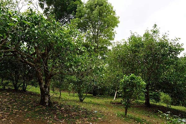 The ancient tea plantation at Bulang Moutains