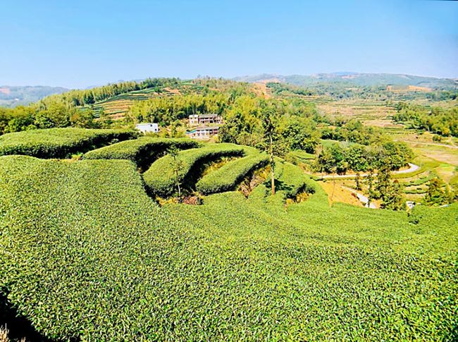Bai Mu Dan (White Peony) Tea Garden