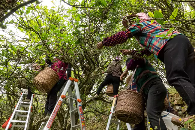 Tea Farmers Are Picking Phoenix Single Fir Tea Leaves Tea Farmers Are Picking Phoenix Single Fir Tea Leaves