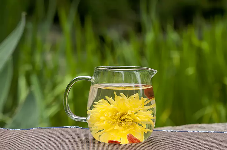 Golden Silk Imperial Chrysanthemum In Glass Cup Golden Silk Imperial Chrysanthemum In Glass Cup