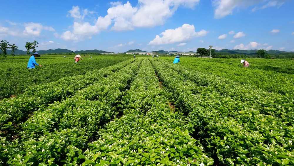 Jasmine Plantations In Hengxian County, Guangxi Jasmine Plantations In Hengxian County, Guangxi