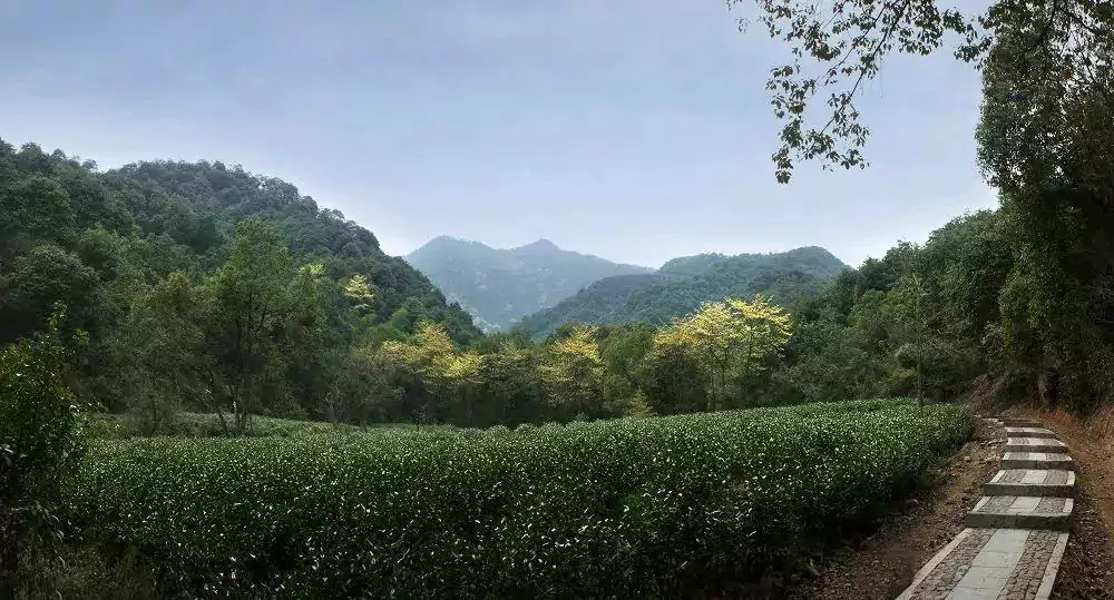 Tea Garden in Hangzhou, Zhejiang Tea Garden in Hangzhou, Zhejiang