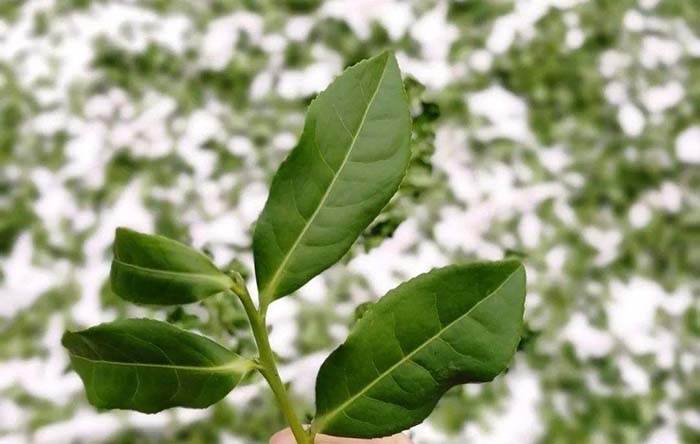 Fresh Leaves of Tie Guan Yin