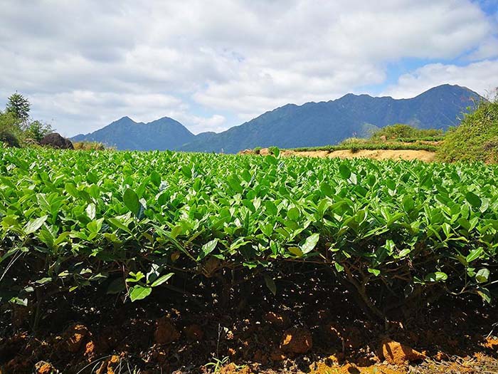 Tie Guan Yin Tea Garden In The Sun