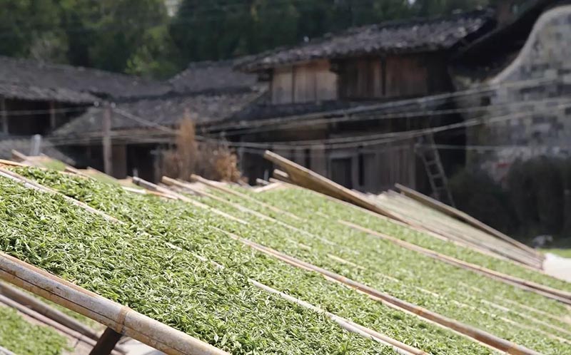 Sun Withering Of White Tea Sun Withering Of White Tea
